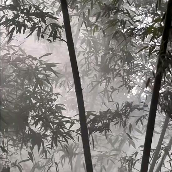 金刚君子刀丶