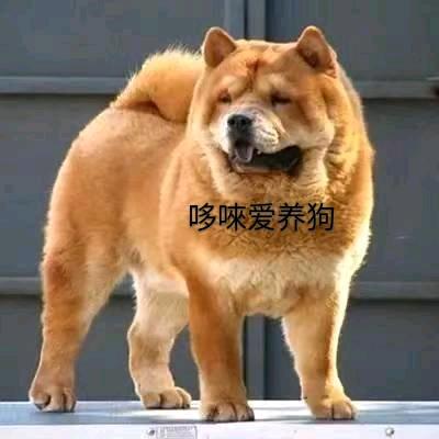 哆唻咪