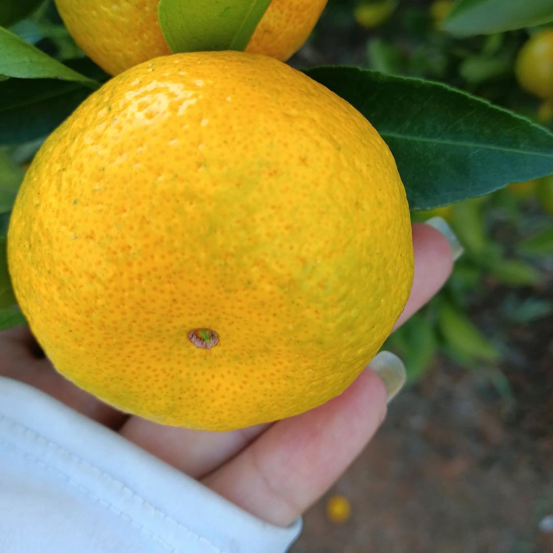 贝盈（新余蜜桔）