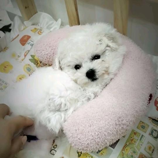 奇宝宝宠物（比熊犬舍）