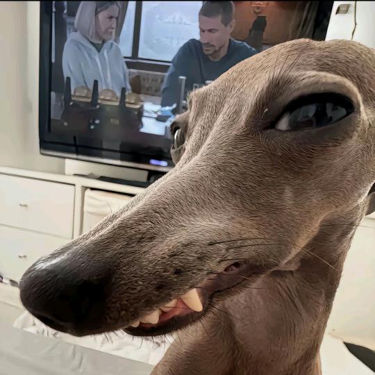 番茄炒蛋炫我嘴里