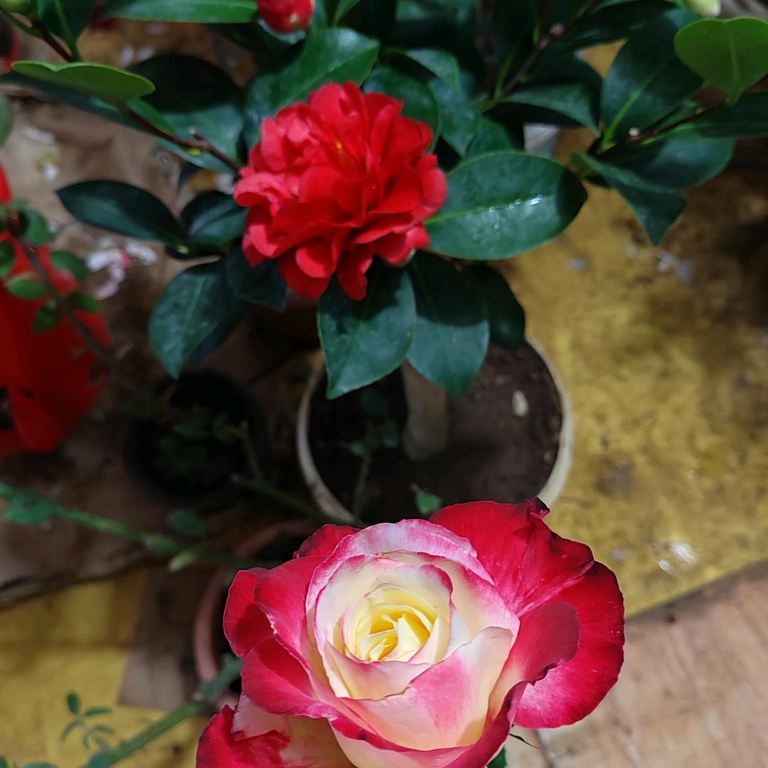 李子贺