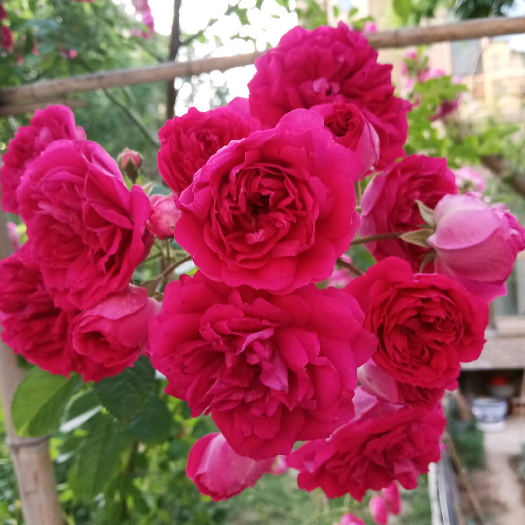 金香雨