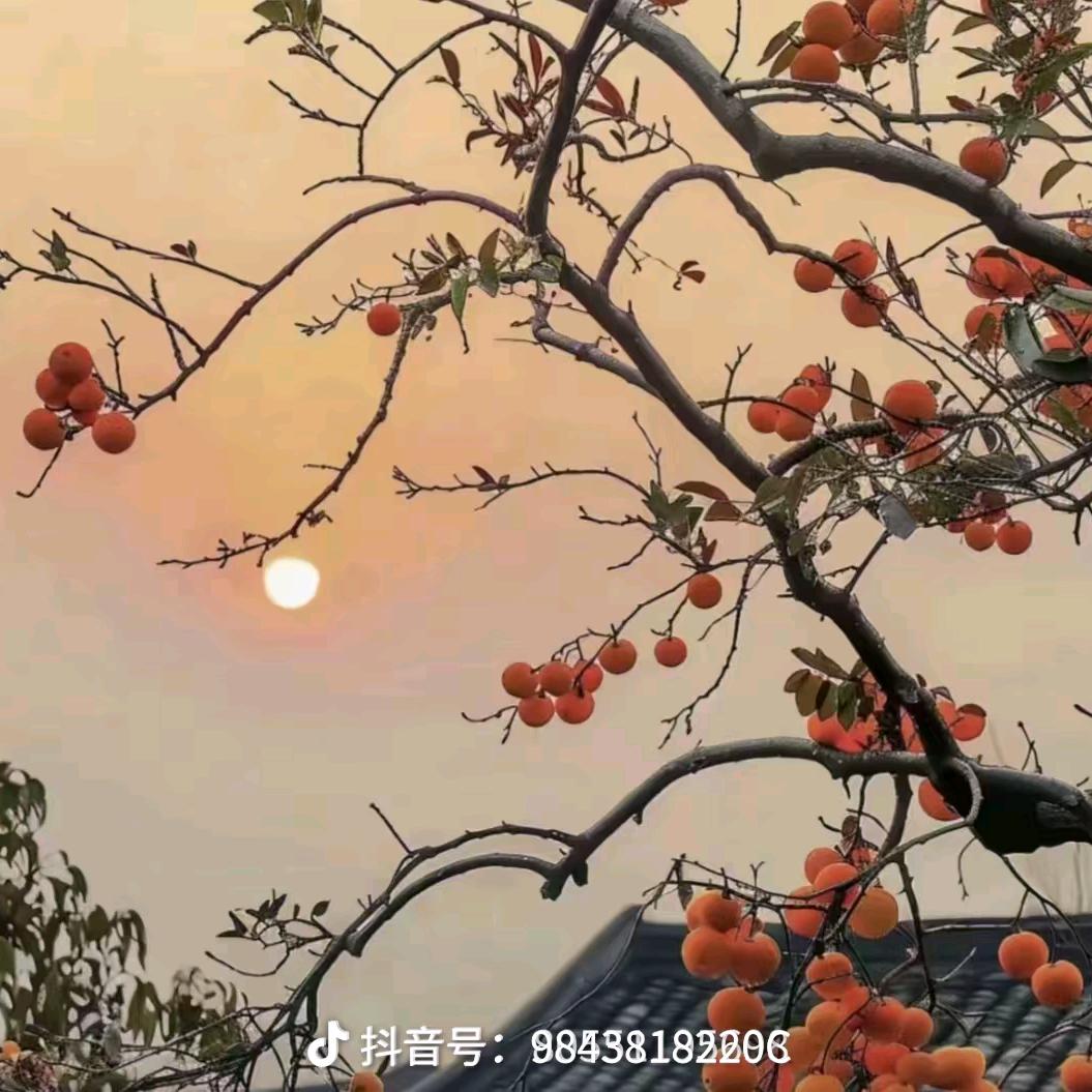 高乐高