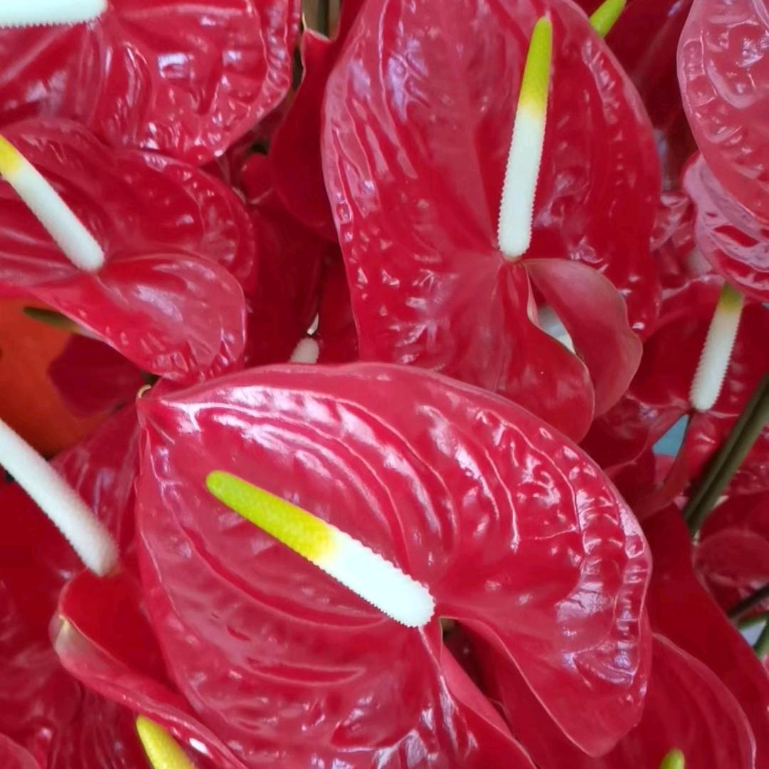 9- 长按复制此条消息，打开抖音搜索，查