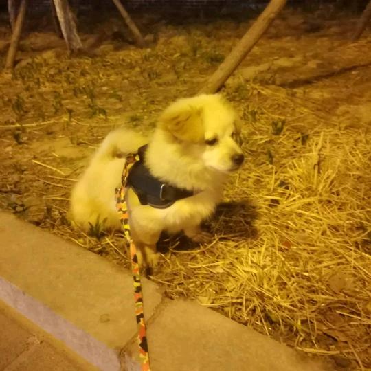 在人间充数的日子