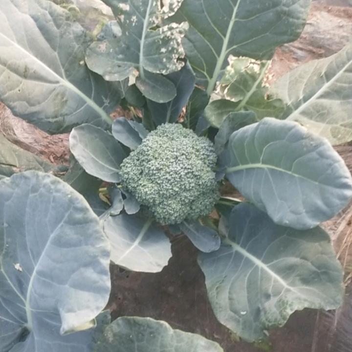 柳园柴村蔬菜大棚批发基地