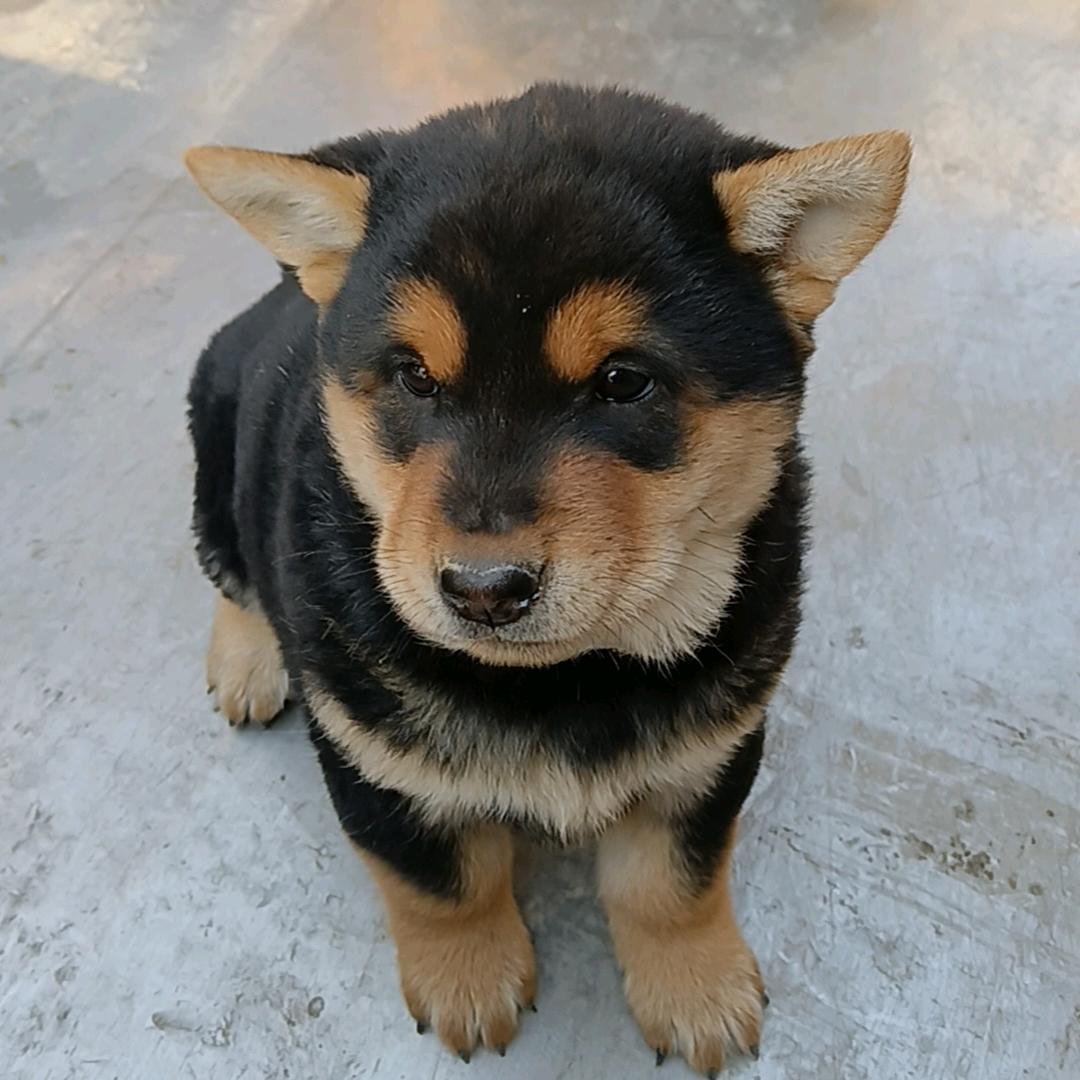 广西中华田园犬舍