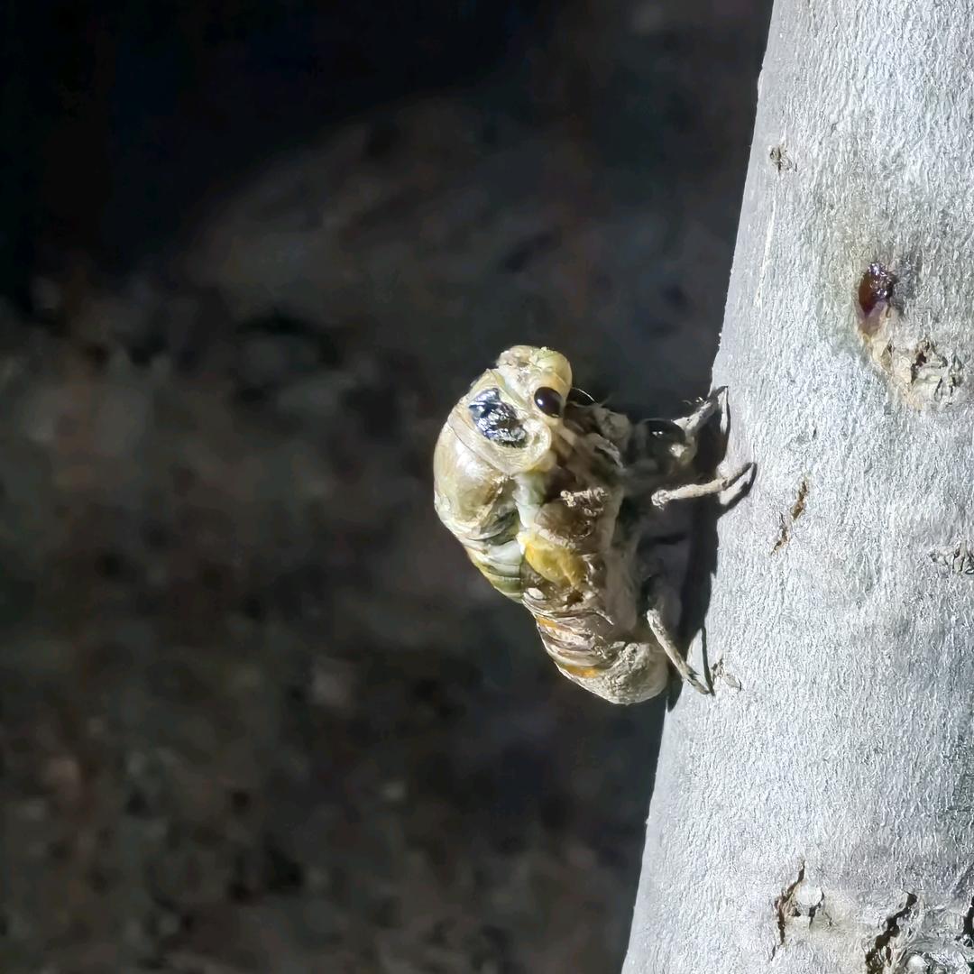 馆陶貂蝉