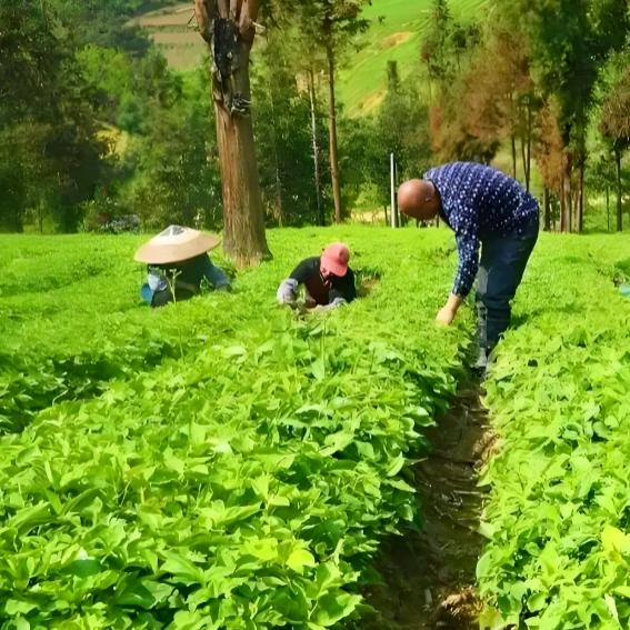 中药材种植东哥