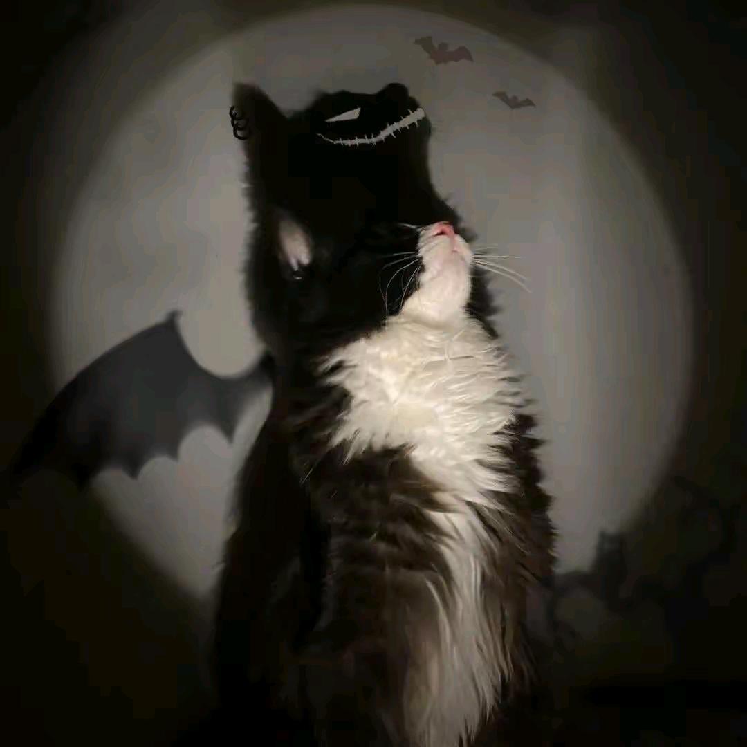 A.         ♚The King