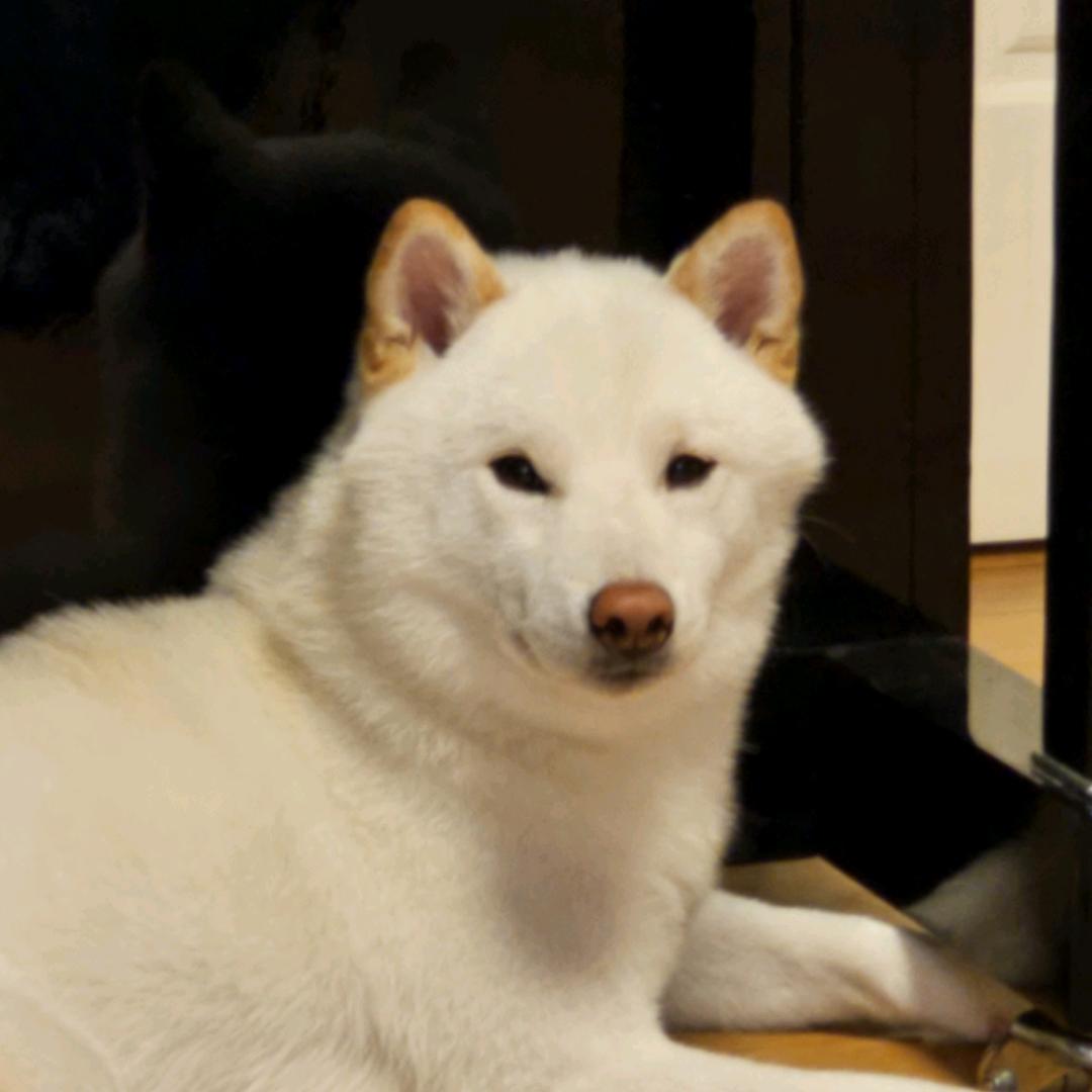 兔几晞