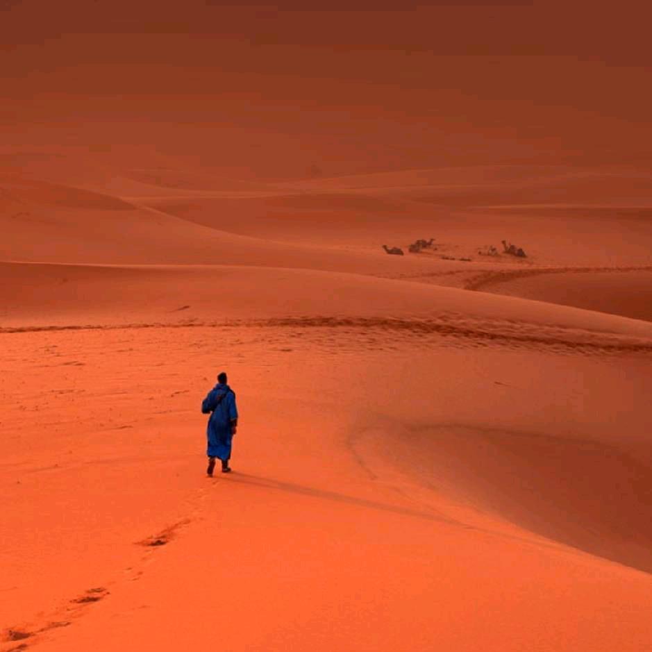 鲨鱼哥（正能量）