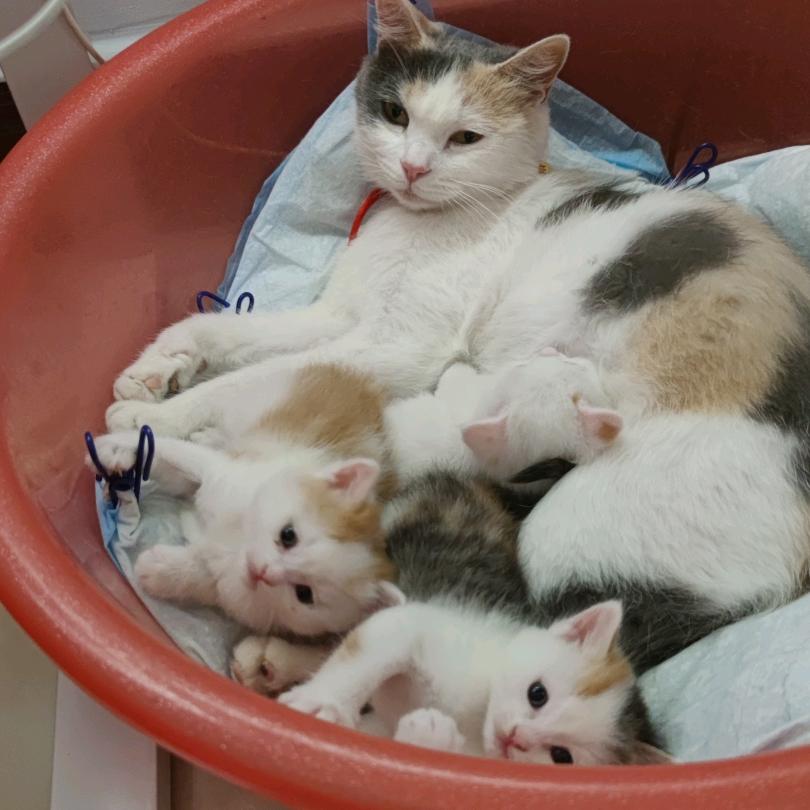 猫咪和她的女儿们