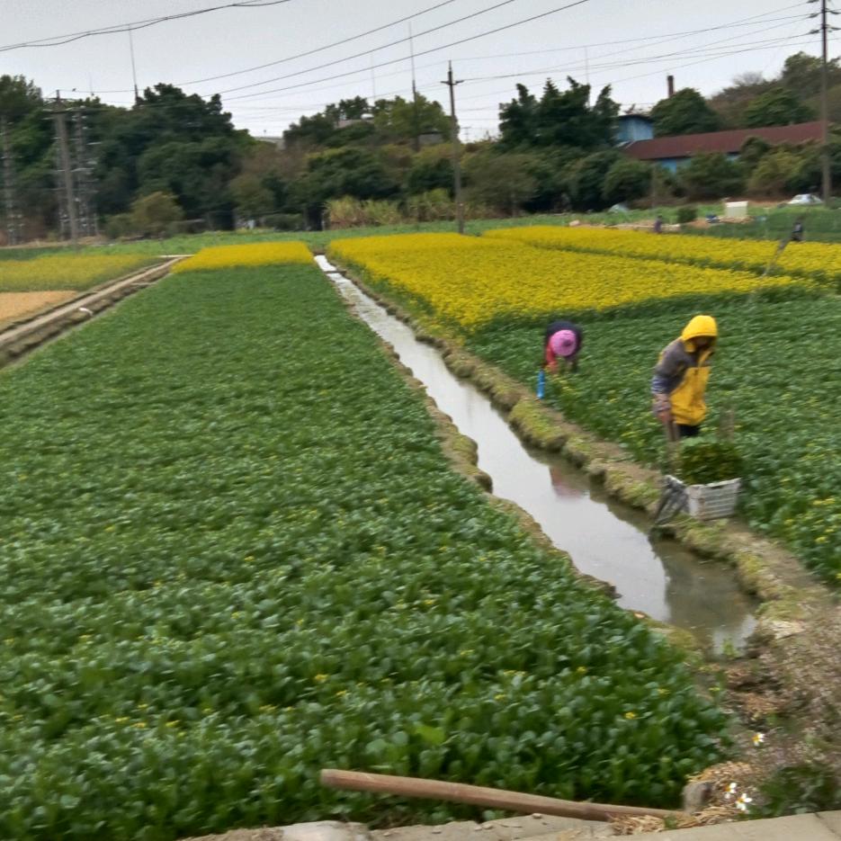杨梅岭广东省惠州市博罗县