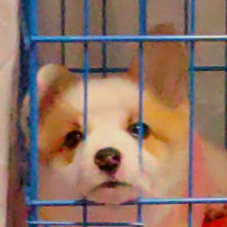 语