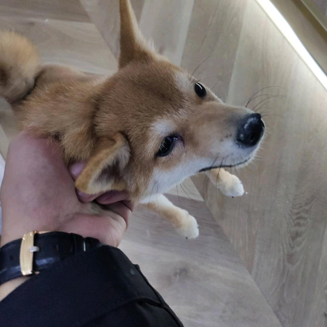 瑞思拜