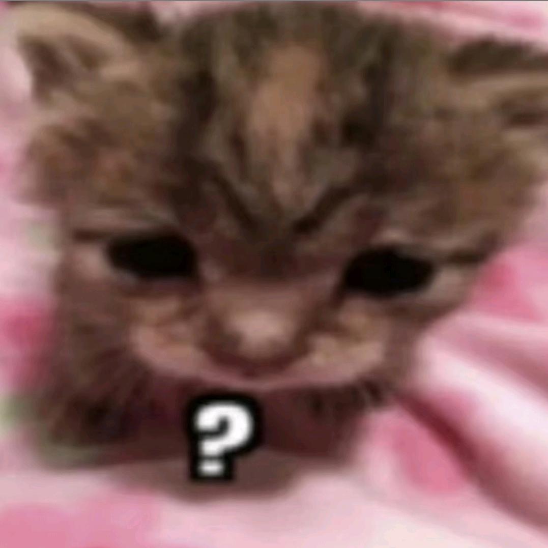 猫猫.