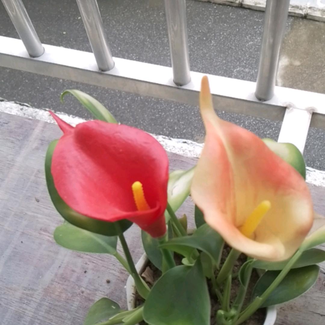 严浪，严浪，严浪