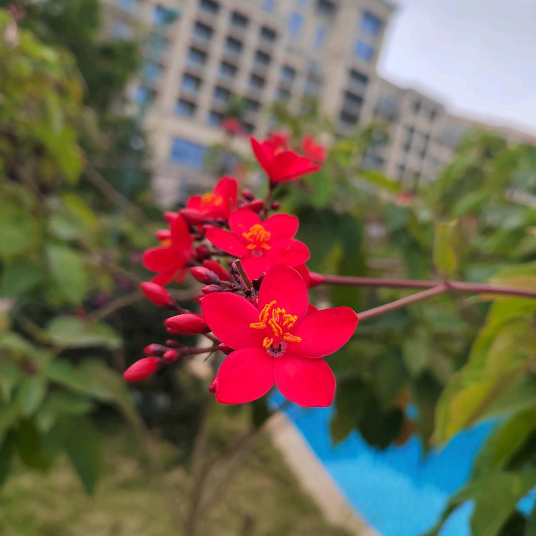 清茶
