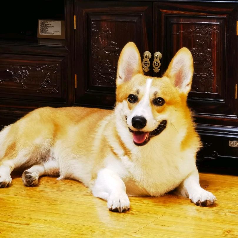 粘人精小狗的幸福生活🐶