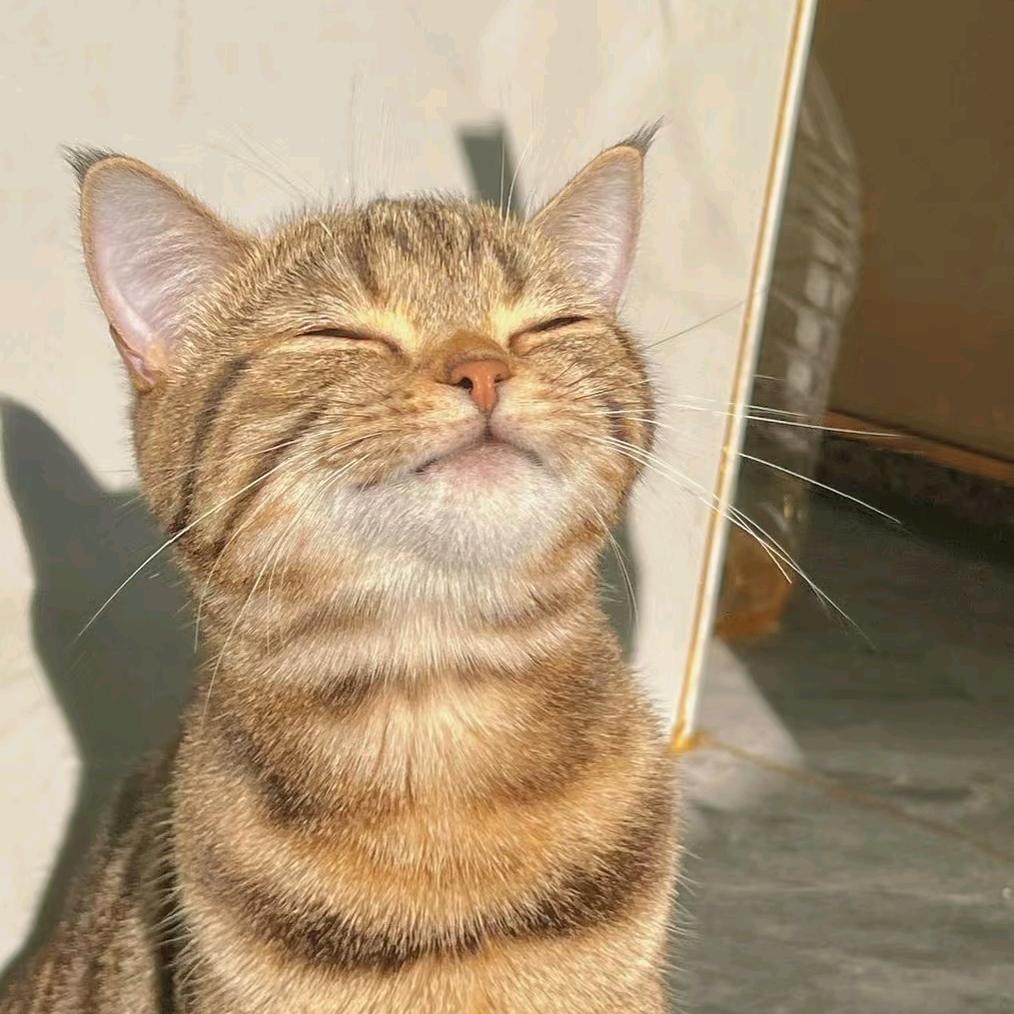 爱幻想的猫