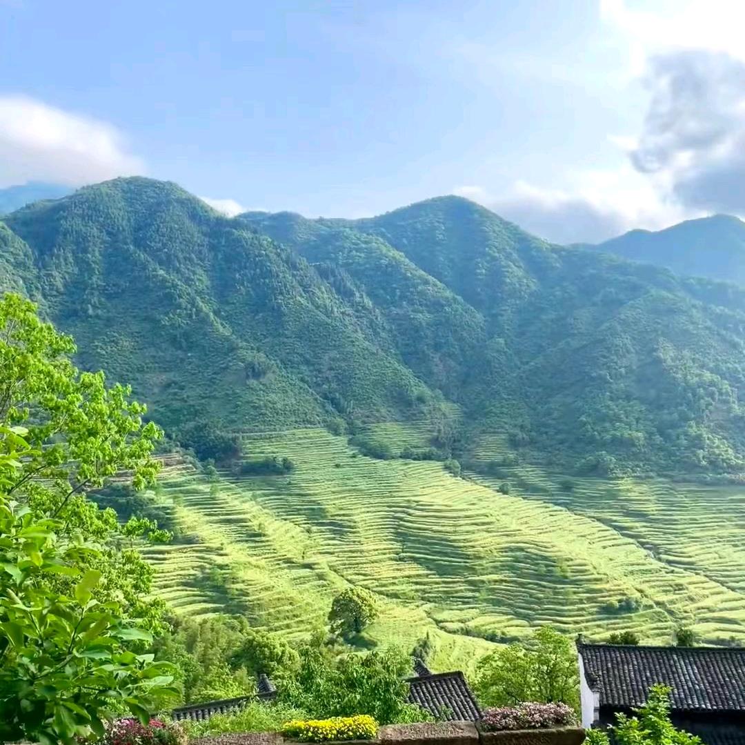 老猫