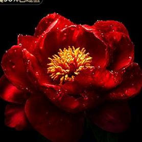 新生之花