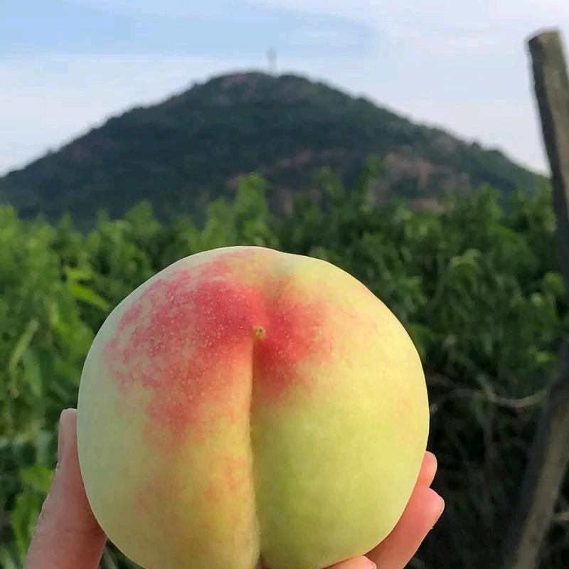 就是想吃点好的（无锡阳山水蜜桃）