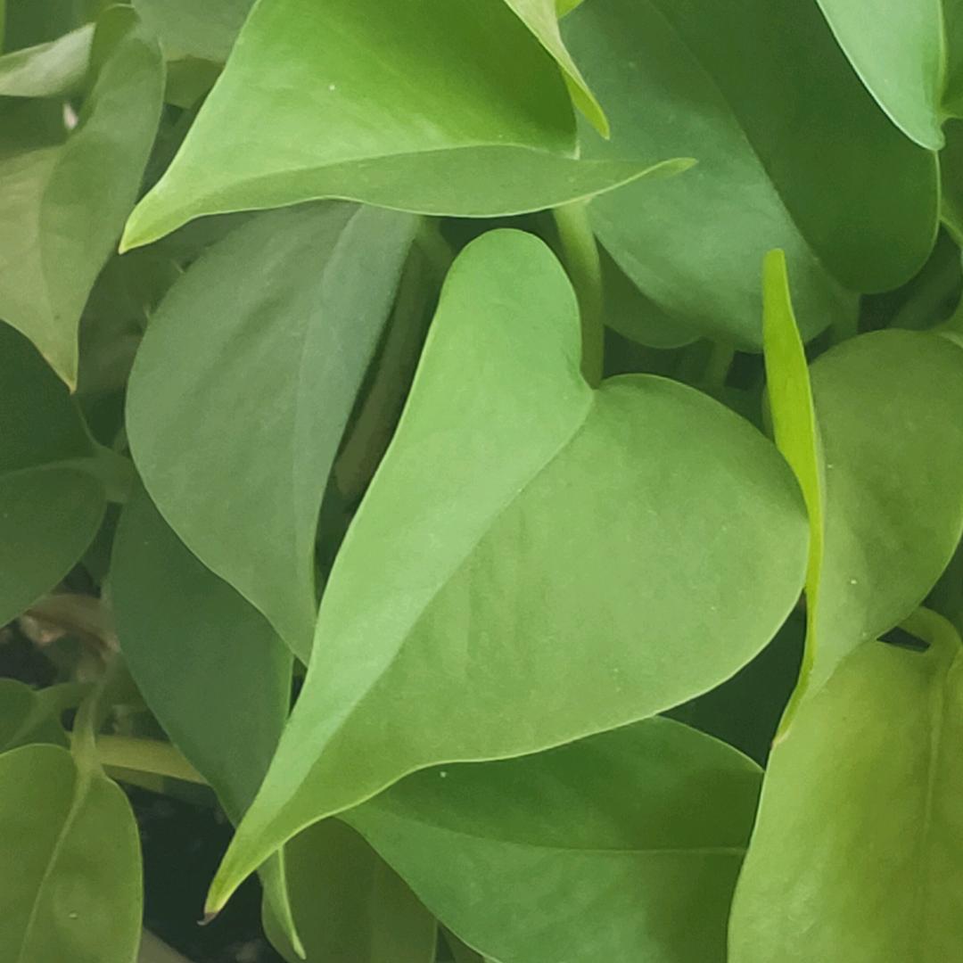 糖豆球