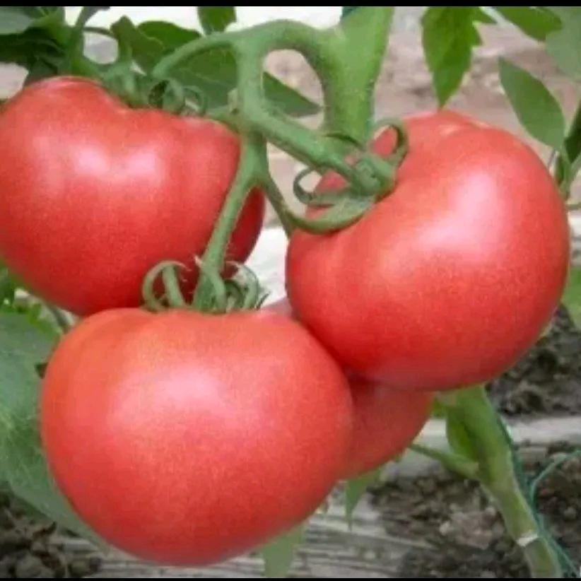 全国钢筋工突击