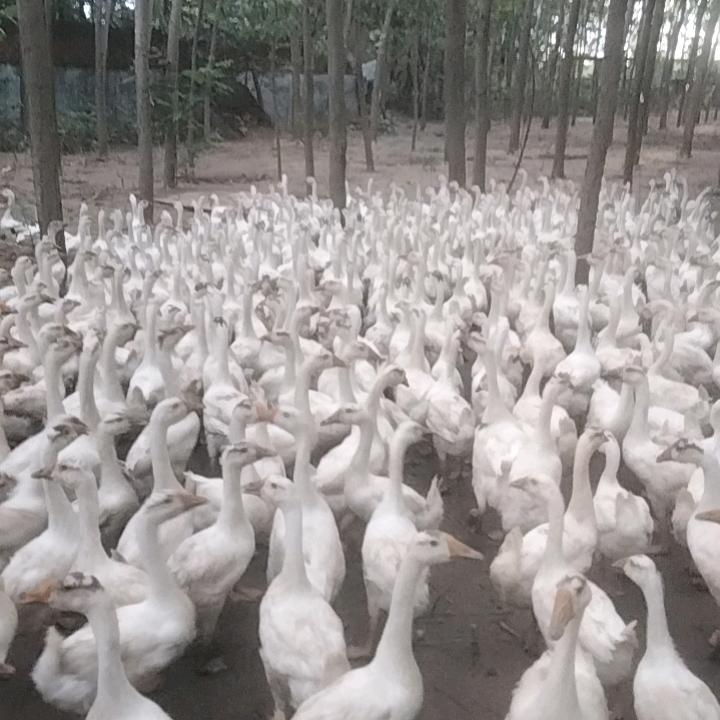 虎哥养殖农场