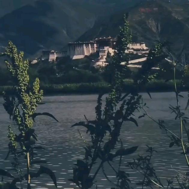 小虎