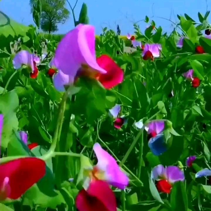 飞月