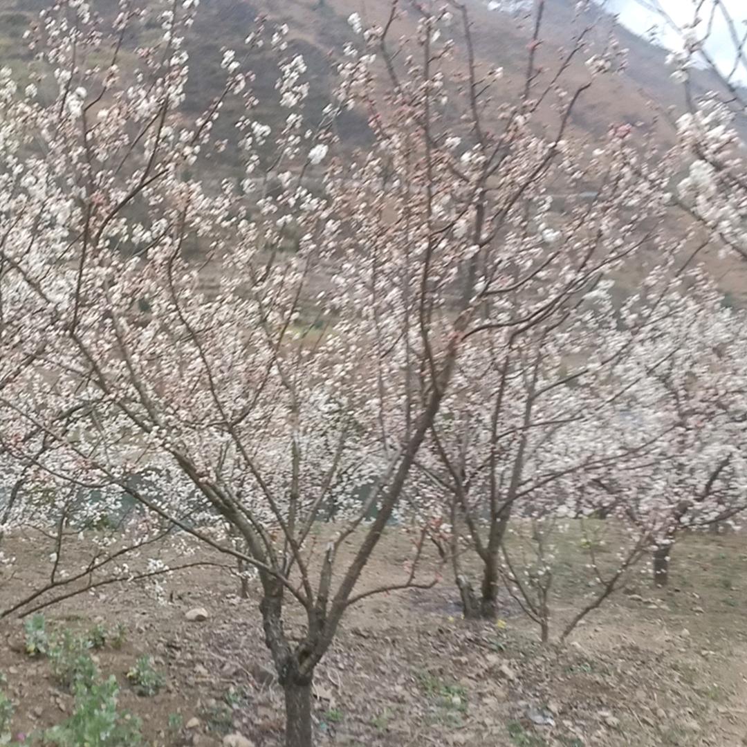 花笑颜开