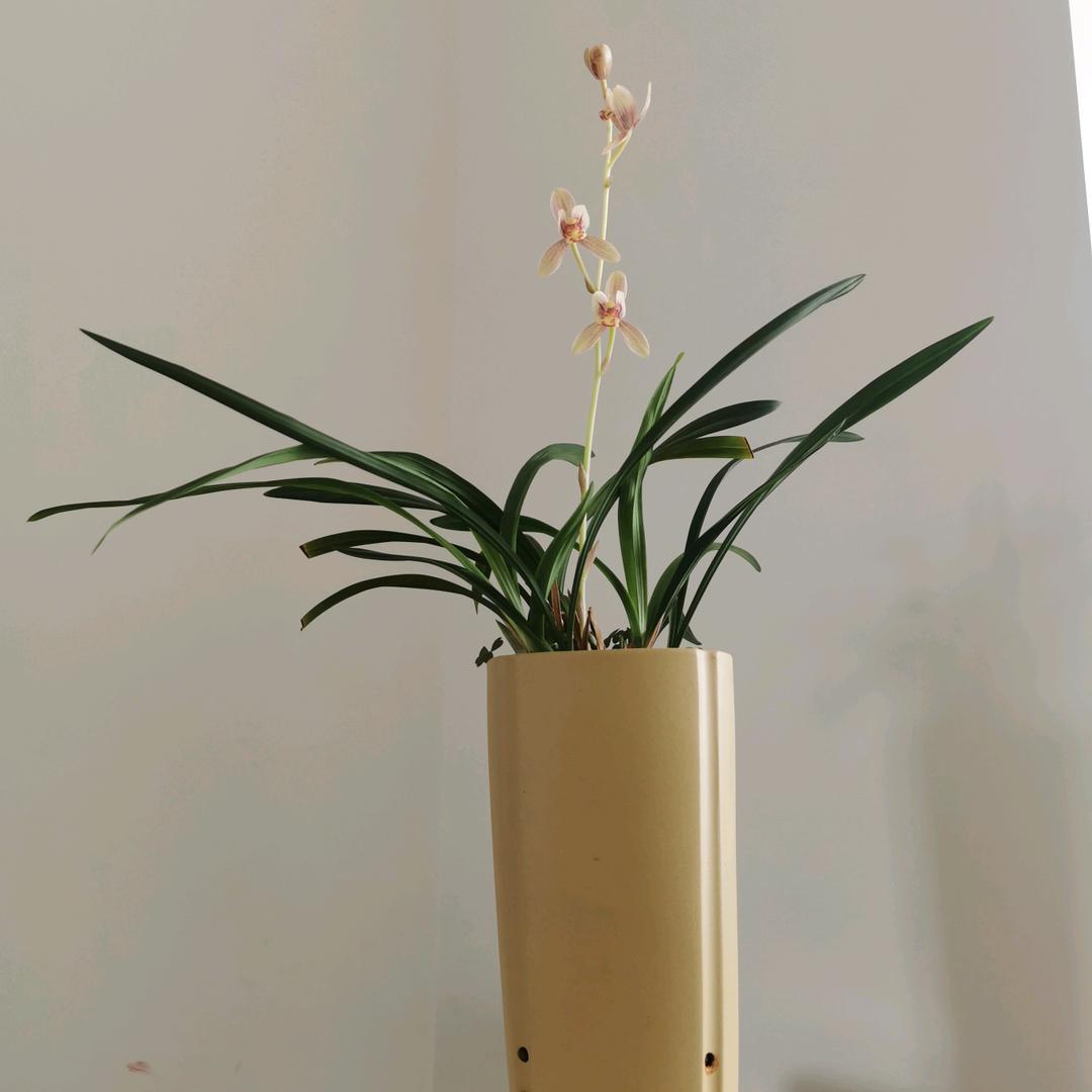 钉子*