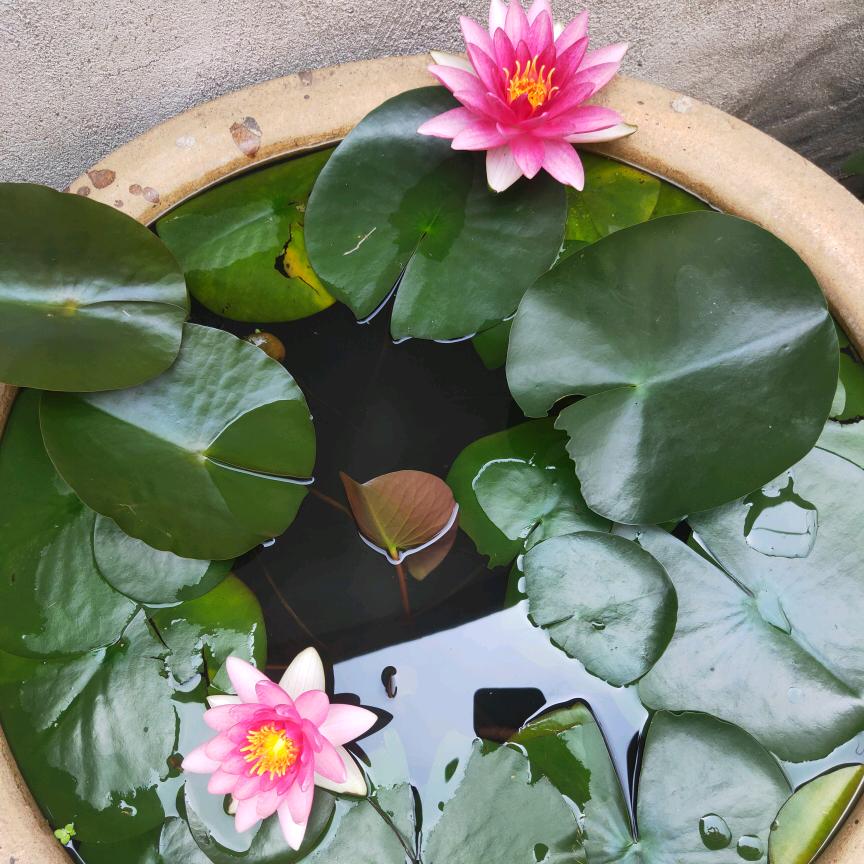 俩朵小花