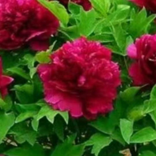 玫瑰花语🌹