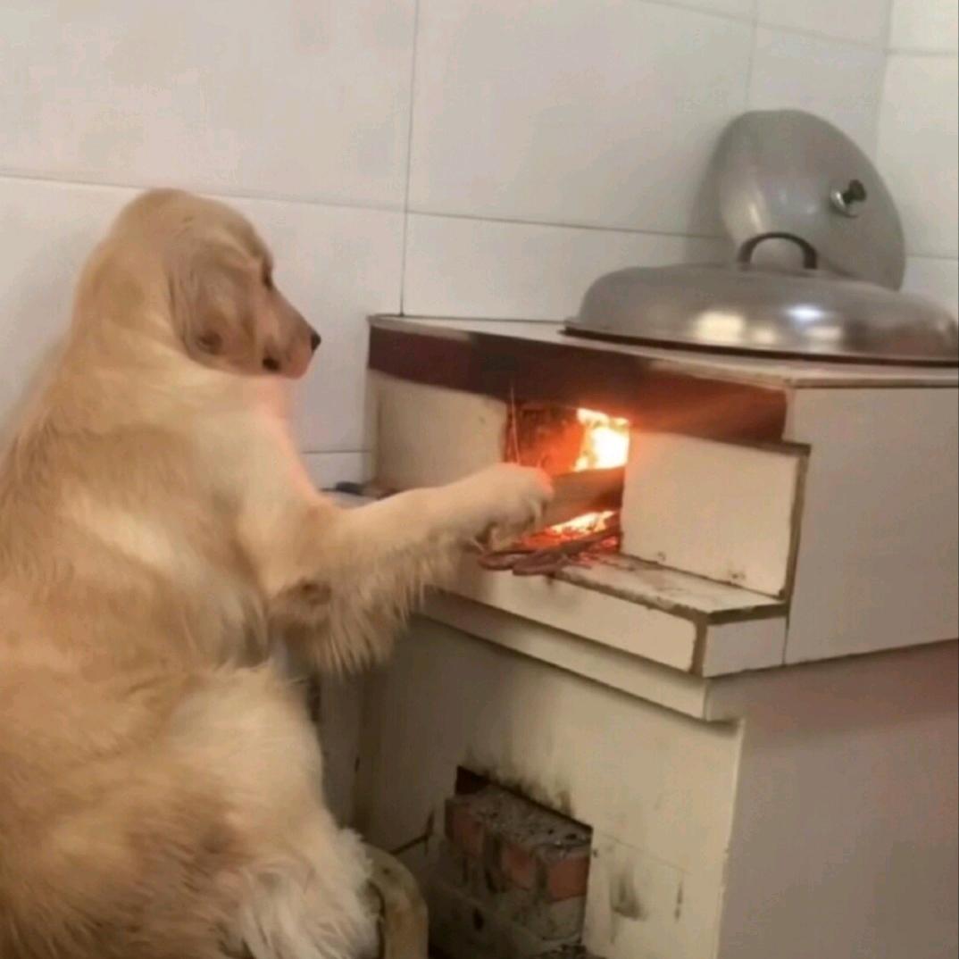宾宾配音