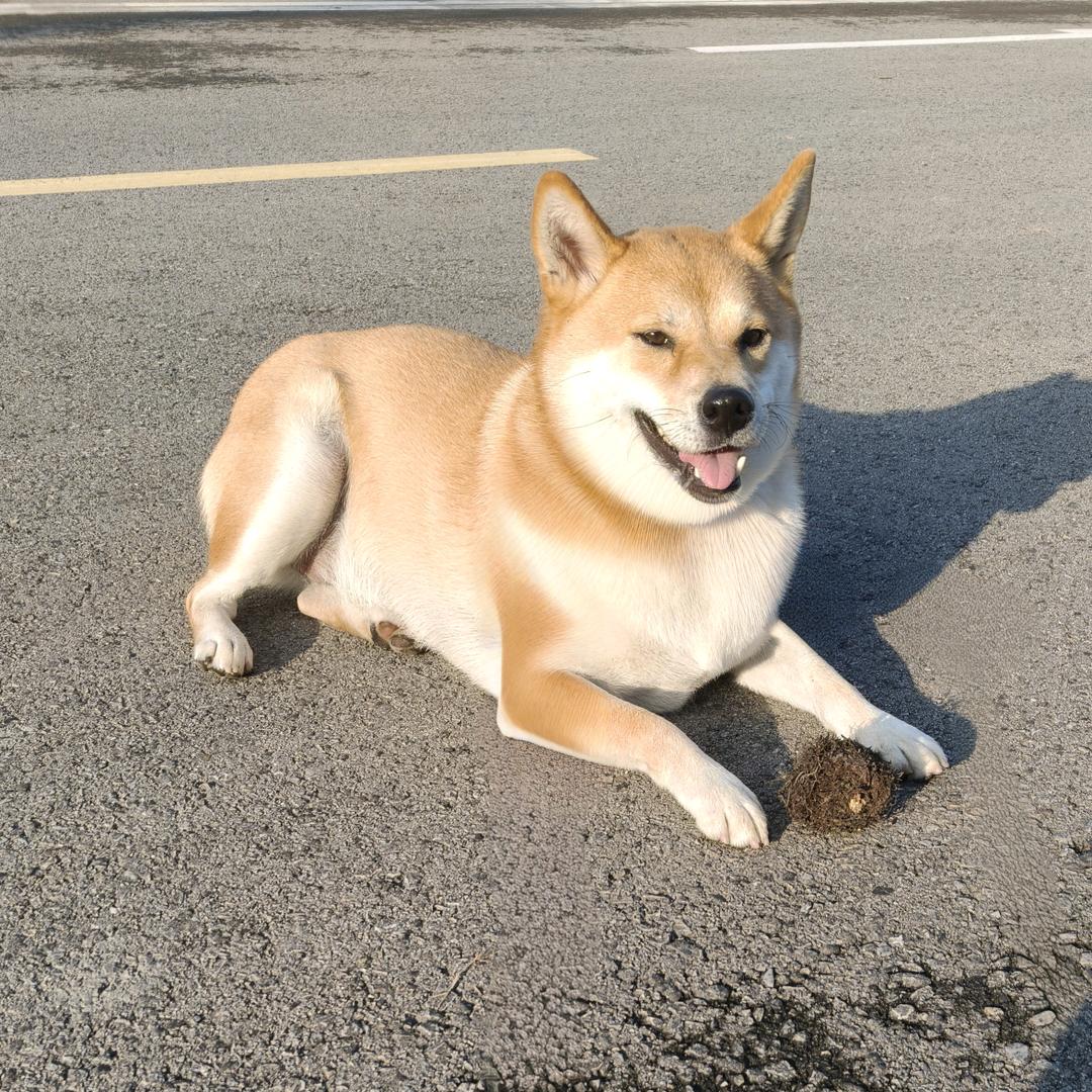 ♥傻狗🐶旺仔♥