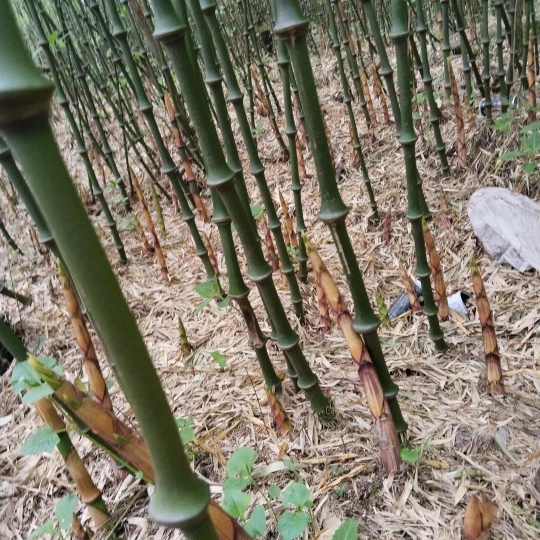 拍林