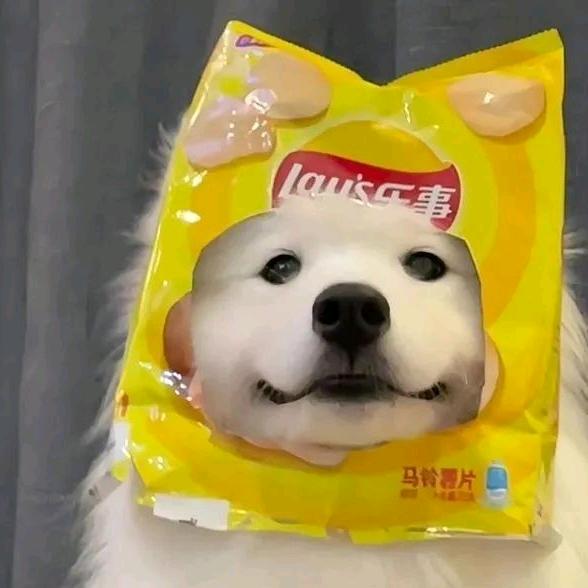 小狗睡不醒 ˶⍤⃝˶꒳ᵒ꒳