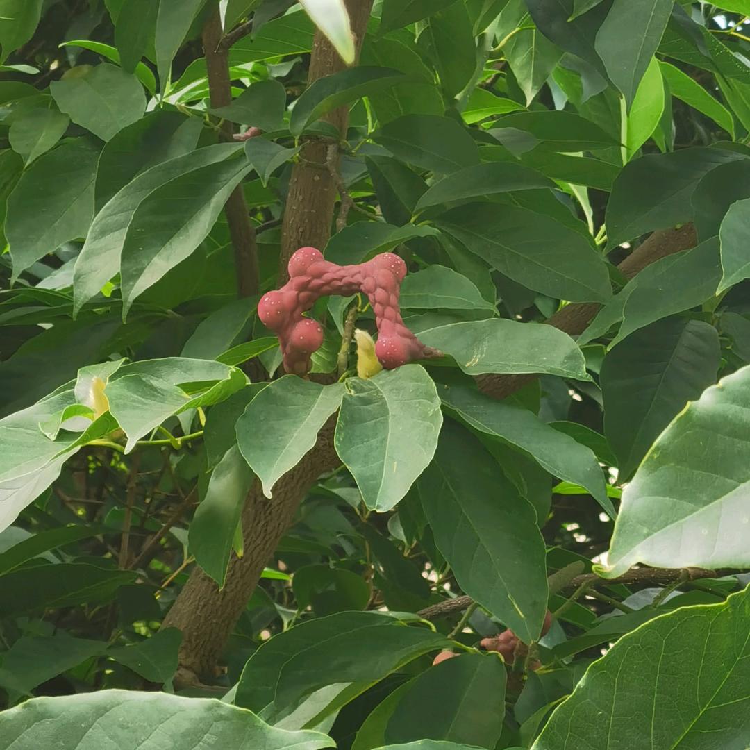 小麦姐（二宝奶）