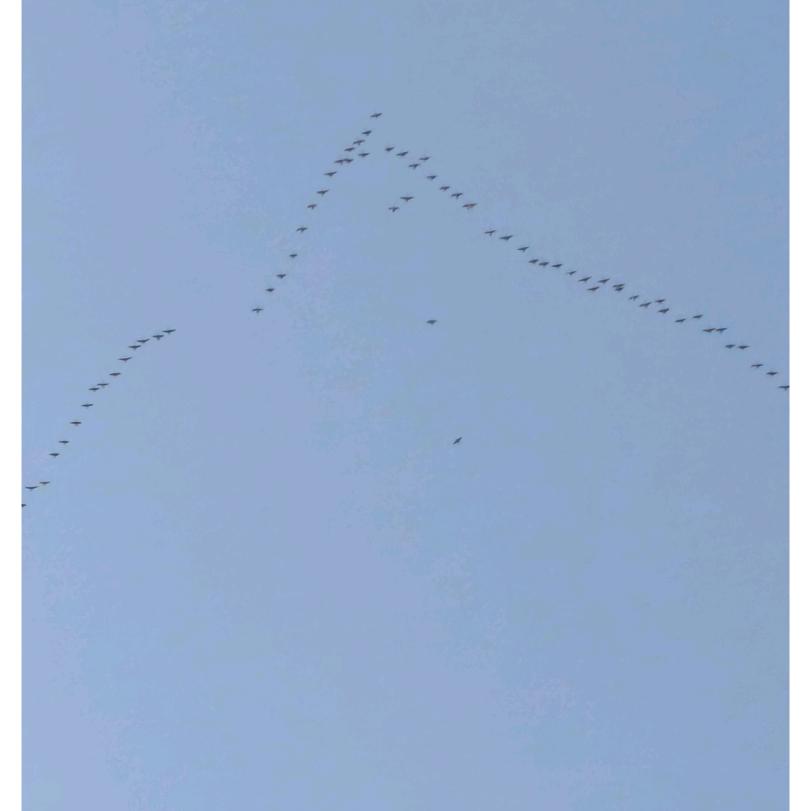 拂尘