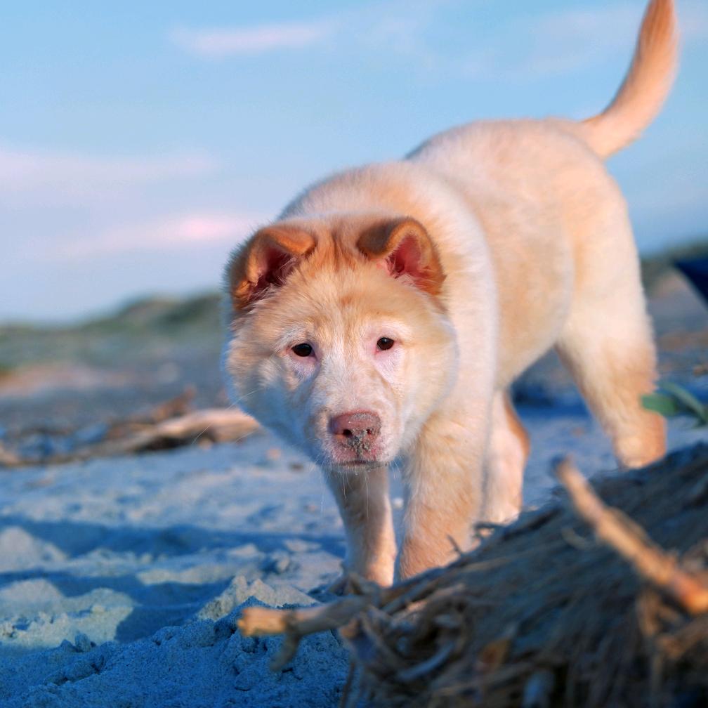 洛必达买的法则