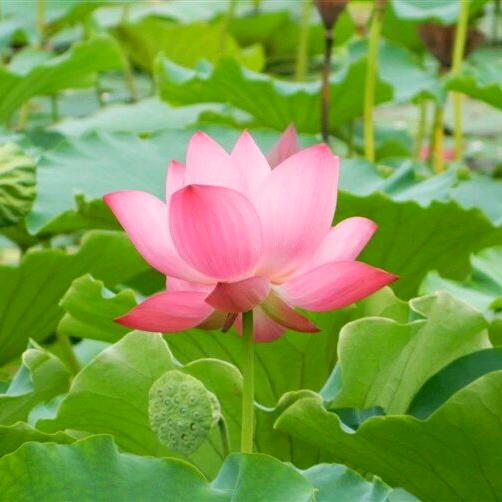 羑里小警杨格尔