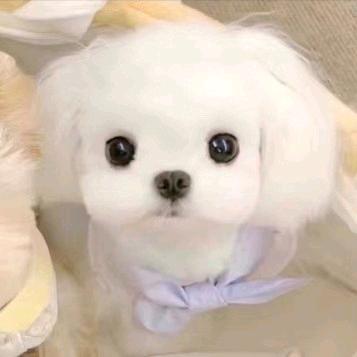 九娱-方闫荣直播号