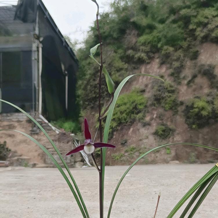 兰花一成