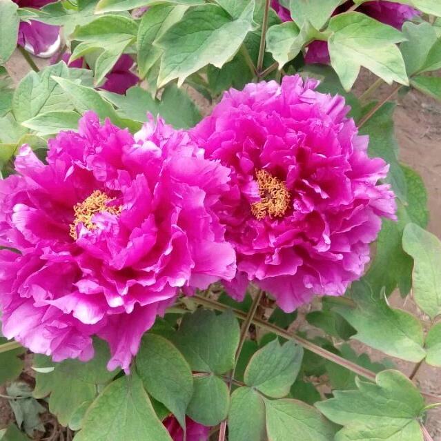 余生爱自🌻🌻