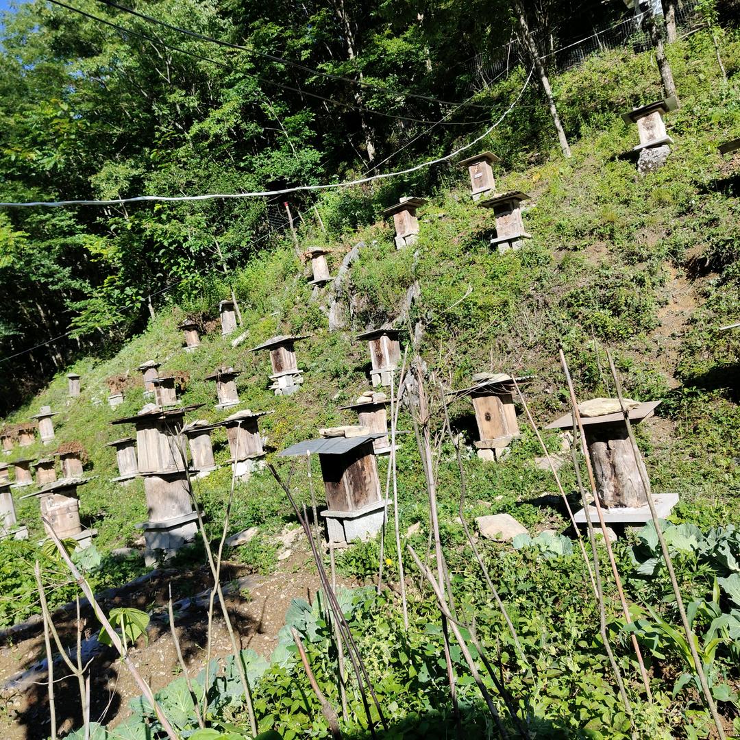 大九湖土养蜂蜜，九湖民宿
